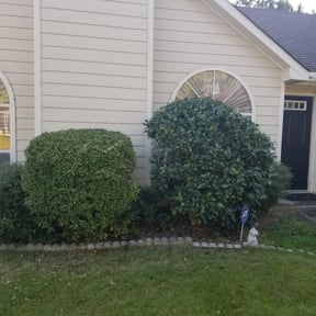 Bush Trimming by uptoparr360buildingmaintenance reviewed on August 21, 2025
