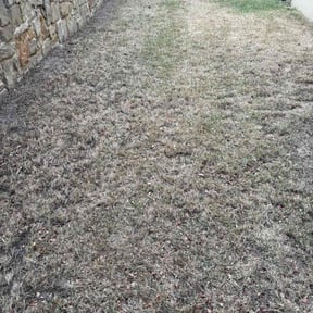 Leaf Removal by Alexito Landscaping reviewed on July 31, 2026