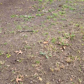 Leaf Removal by Transformed reviewed on September 30, 2025