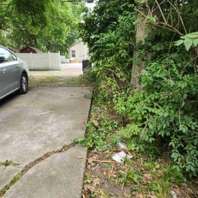 Bush Trimming by D&J landscaping reviewed on August 17, 2025