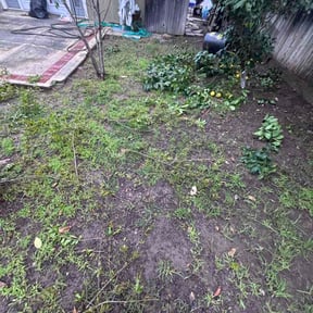 Bush Trimming by Dre of all trades LLC reviewed on February 18, 2026