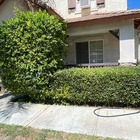 Bush Trimming by Little Landscaping reviewed on October 21, 2025