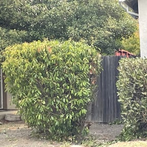 Bush Trimming by Ernesto’s Lawn Care reviewed on August 18, 2025
