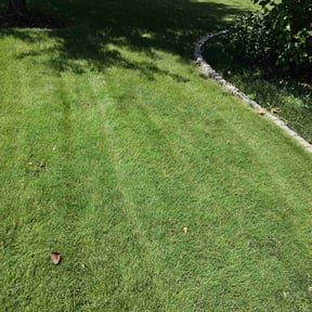 yard care by Northside lawn Care reviewed on August 17, 2025
