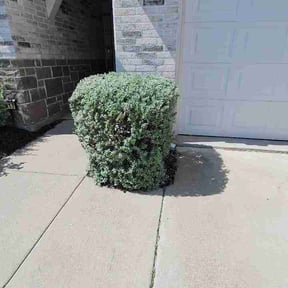 Bush Trimming by NMH Renovations&amp;landscaping LLC reviewed on July 12, 2026
