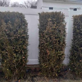 Bush Trimming by Jared and sons reviewed on August 17, 2025