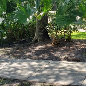 Bush Trimming by martinovich & sons reviewed on August 21, 2025