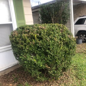 Bush Trimming by All in one reviewed on August 6, 2023