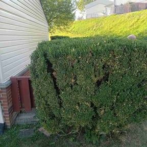 Bush Trimming by Lawn Tamer reviewed on August 19, 2025