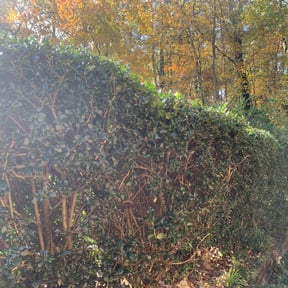 Bush Trimming by Magik Compass LLC reviewed on August 16, 2025