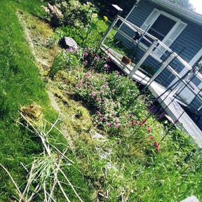 Bush Trimming by BBA BIG BROTHERS IN ACTION LLC reviewed on August 17, 2025