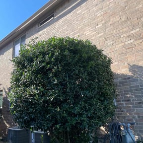 Bush Trimming by Forbes Mowing and Landscaping L.L.C. reviewed on March 11, 2022