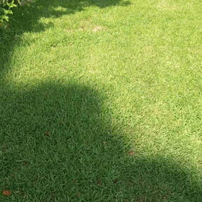 yard care by Local Properties reviewed on August 17, 2025