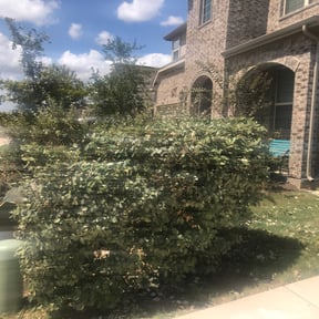 Bush Trimming by Nick Moskos reviewed on October 30, 2022