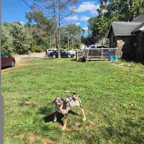 Leaf Removal by Student Loan Payment Lawn Care reviewed on September 29, 2025