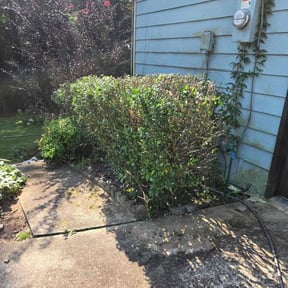 Bush Trimming by Lawn Bee'z reviewed on December 16, 2025