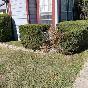 Bush Trimming by Mow N Geaux reviewed on October 19, 2025