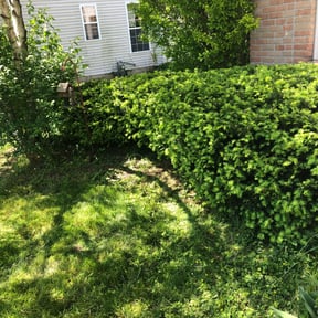 Bush Trimming by Forever Green FG LLC reviewed on August 18, 2025