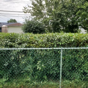 Bush Trimming by Scott Bensing Lawn Care reviewed on August 20, 2025