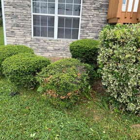 Bush Trimming by A Happy House Design LLC reviewed on August 18, 2025