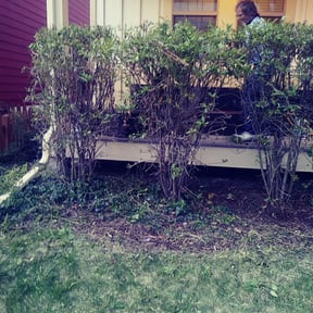 Bush Trimming by Rodriguez Lawn Care LLC reviewed on August 17, 2025