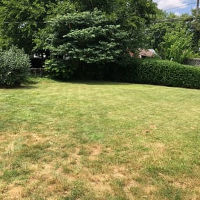 Bush Trimming by Steve & Sons reviewed on August 16, 2025