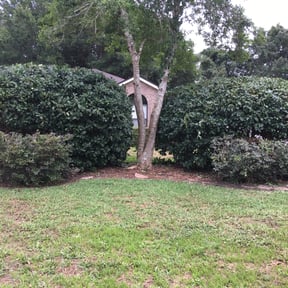 Bush Trimming by FRL Landscaping reviewed on August 15, 2025