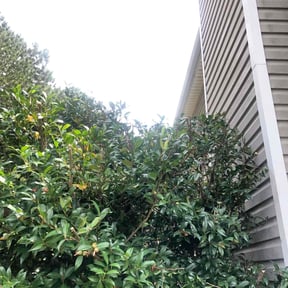 Bush Trimming by Lonnie West reviewed on August 16, 2025