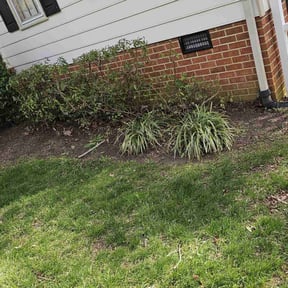 Leaf Removal by jalapenolandscaping reviewed on September 17, 2025