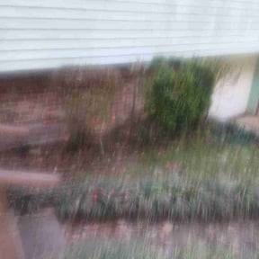 Bush Trimming by Junk360 reviewed on March 31, 2026