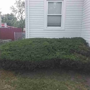 Bush Trimming by Johnny&#039;s lawn reviewed on October 24, 2025