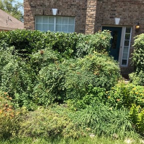 Bush Trimming by Sergios lawn reviewed on August 20, 2025