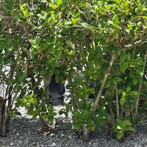 Leaf Removal by Everblades reviewed on May 14, 2026