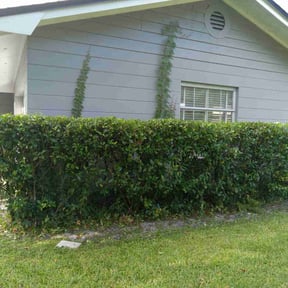 Bush Trimming by GREEN LINE Landscaping. reviewed on August 16, 2025
