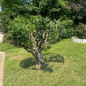Bush Trimming by Mr Lawn Service reviewed on August 20, 2025