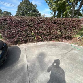 Bush Trimming by GO MOW Lawn care reviewed on August 2, 2025