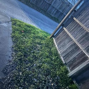 Bush Trimming by Lawn care reviewed on August 16, 2025