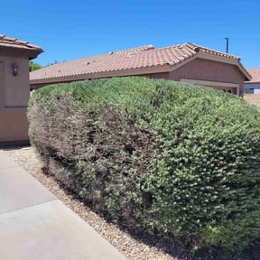 Bush Trimming by FRL Landscaping reviewed on August 15, 2025