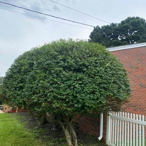 Bush Trimming by The Honest Cutter reviewed on August 17, 2025