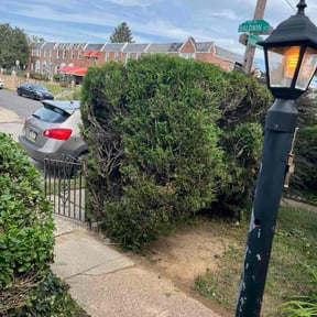 Bush Trimming by A1 lawn care reviewed on October 23, 2025