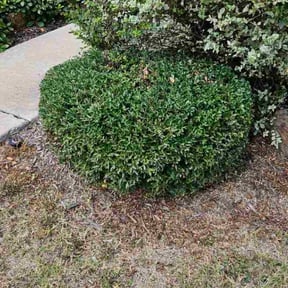 Bush Trimming by Diamond Franklin reviewed on November 10, 2025