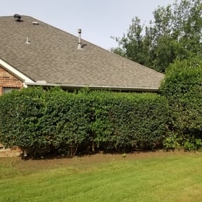 Bush Trimming by Them Joneses reviewed on August 19, 2025