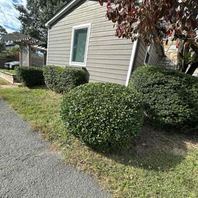 Bush Trimming by Lo Some Like The Pro Lawn an ETC reviewed on November 10, 2025