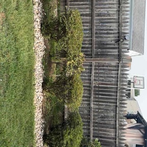 Bush Trimming by One On One Lawn Cuts reviewed on November 10, 2025