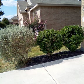 Bush Trimming by Aguilars Lawn Service reviewed on August 17, 2025