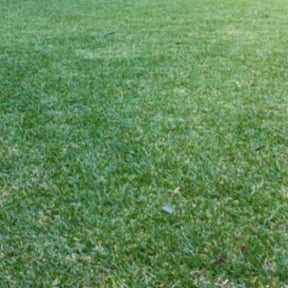 Bush Trimming by JR Lawn Maintenance reviewed on August 19, 2025