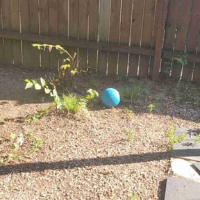 Leaf Removal by Peninsula Landscaping reviewed on September 24, 2025