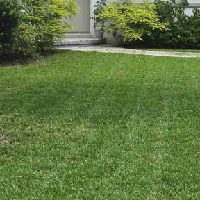 yard work by Lawn Pro grounds management reviewed on August 21, 2025