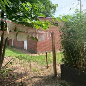 Bush Trimming by Mariscal Lawn and Landscaping LLC reviewed on August 21, 2025