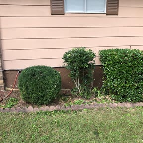Bush Trimming by M. Molina Landscaping LLC reviewed on November 19, 2025